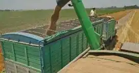 Ya es ley la prohibición de fumigar granos durante el transporte