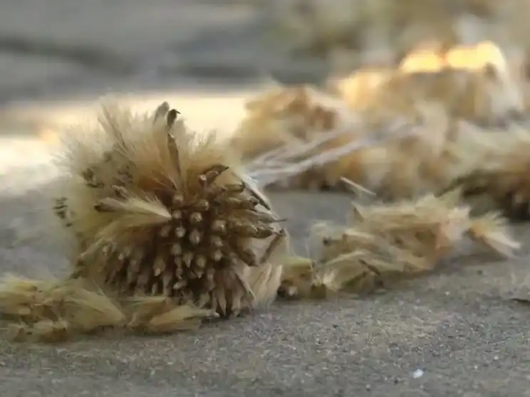 El proyecto presentado por la concejala Lucía Barbier busca reemplazar la especie por otras menos perjudiciales para la gente y la ciudad.