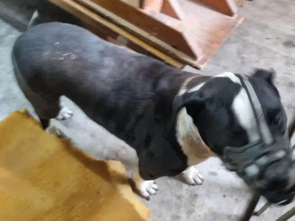 pitbull