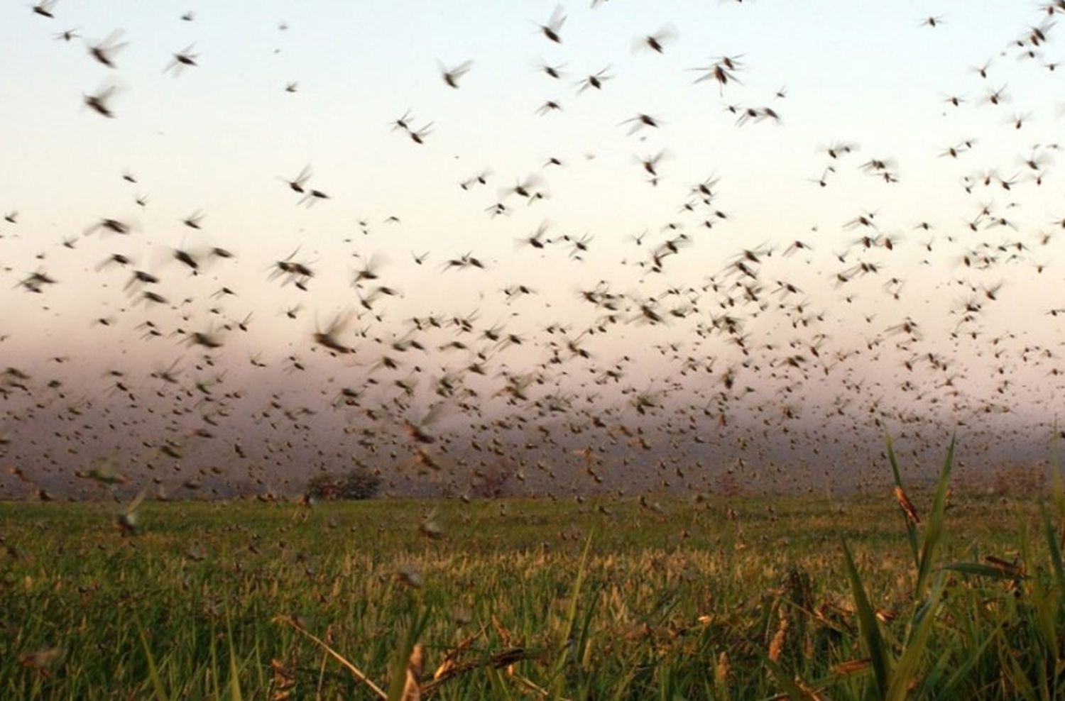 Invasión de langostas preocupa a la isla italiana de Cerdeña