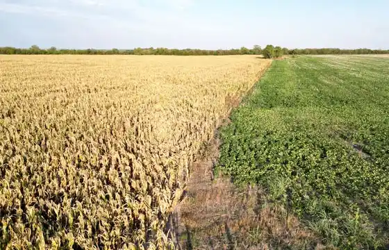 Recortan las estimaciones de la cosecha de soja y maíz, según informe de la Bolsa de Cereales