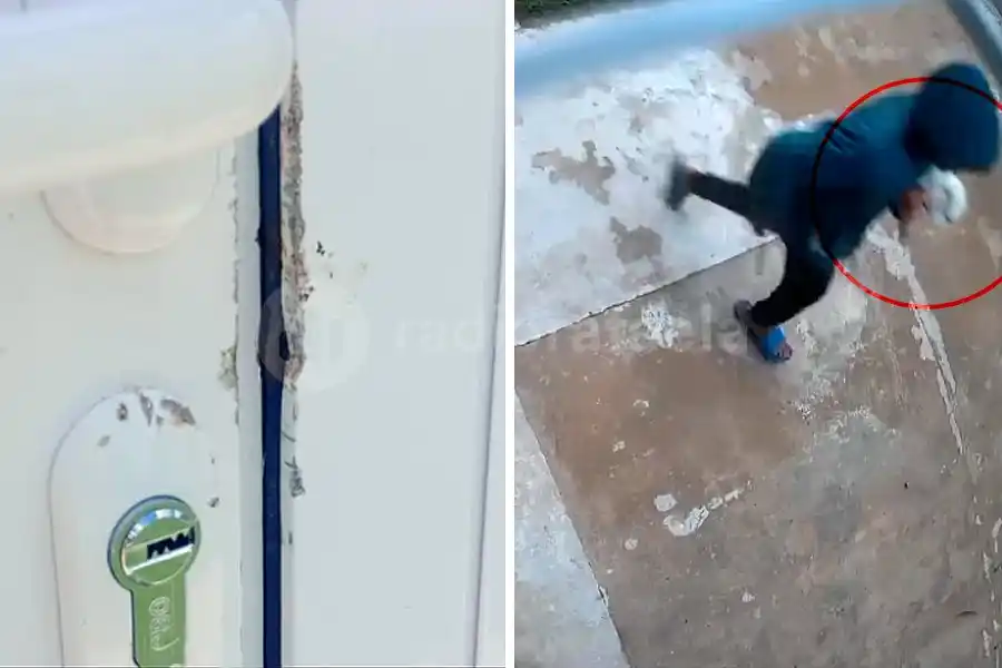 Insólito robo en barrio Italia: como no pudo entrar a la tienda de ropa, se llevó el conejo de la familia