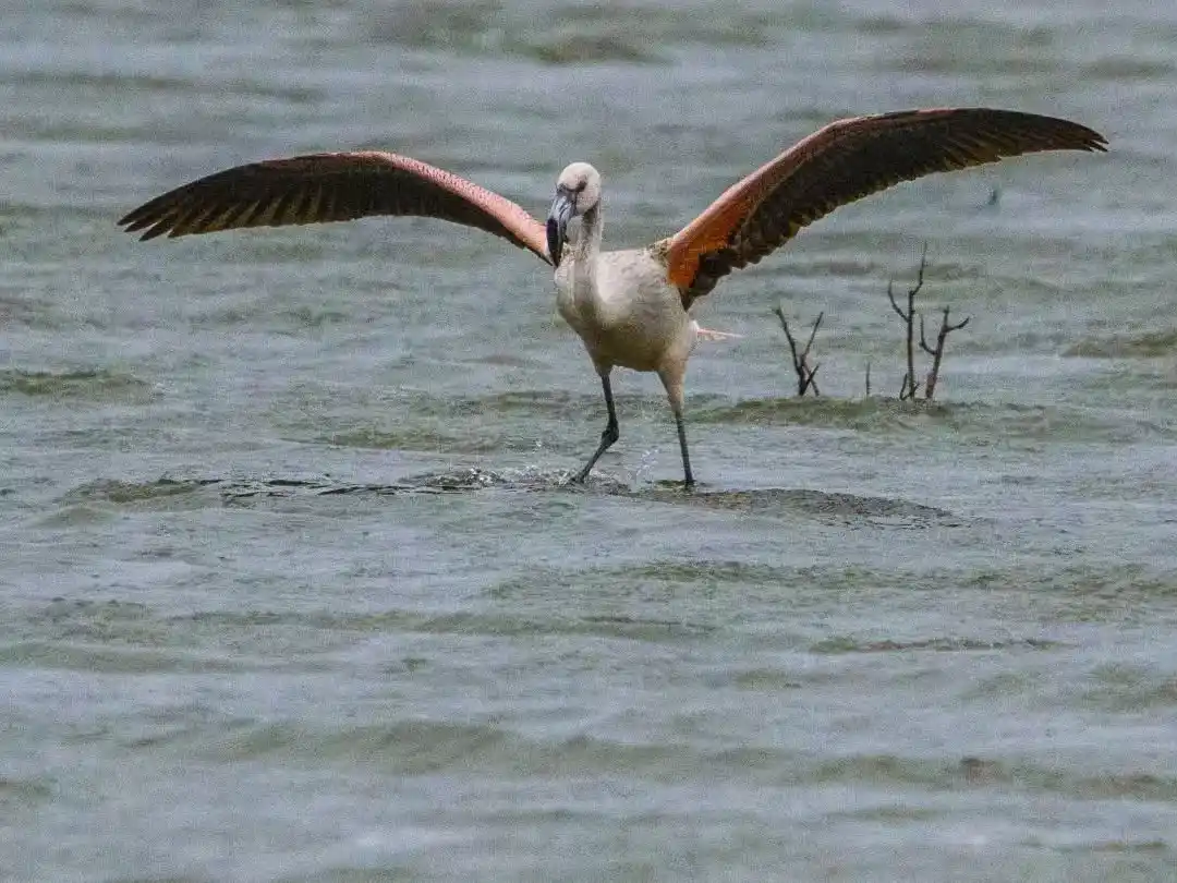 El COA Chascomús participó del Censo Neotropical de Aves Acuáticas en Vitel y El Castillo