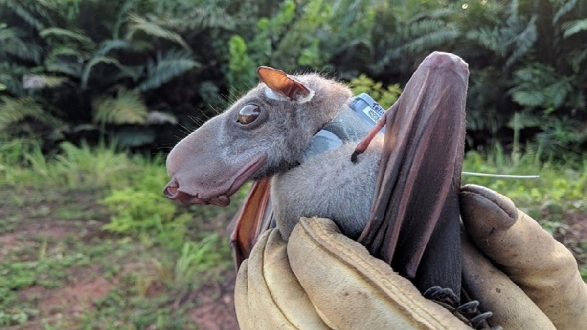 GÁRGOLA o MURCIÉLAGO: te presentamos al «Hypsignathus monstruoso»