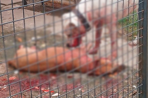 Horror en barrio Mora: denunciaron que un perro dogo atacó salvajemente a otro animal y lo dejó gravemente herido