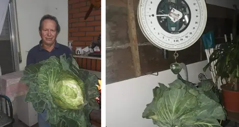 #ReporteCiudadano: ¡Flor de repollo!