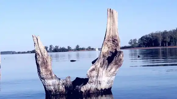5 de junio: Día mundial  del medio ambiente
