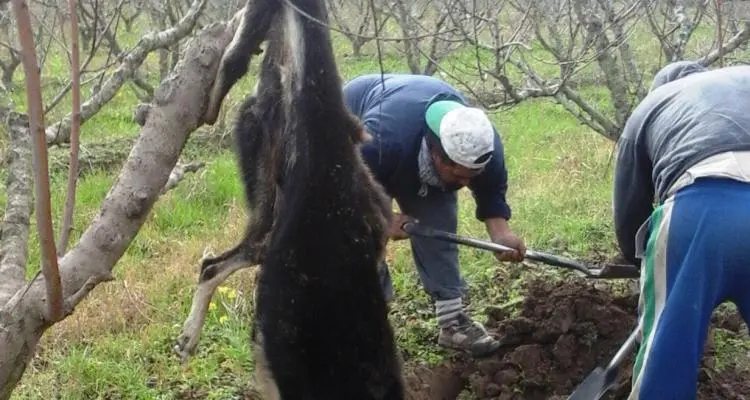 Denuncian asesinato de mascotas en el campo