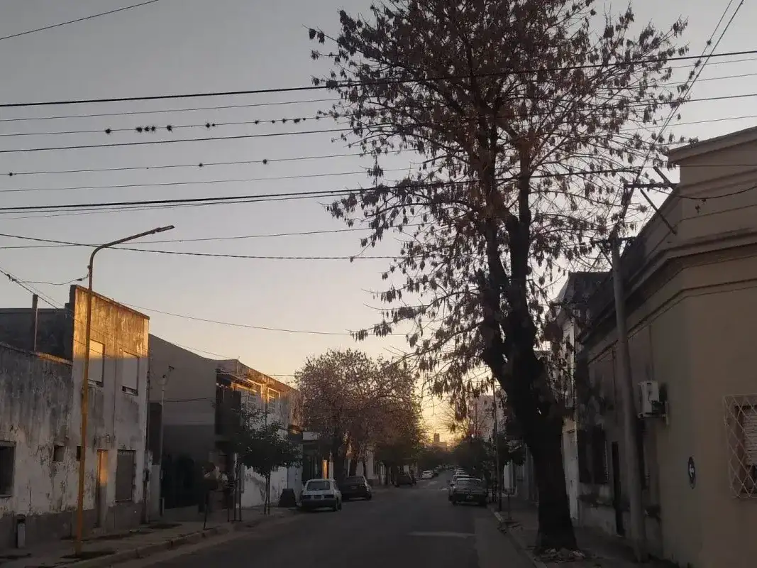 Este lunes comenzará una poda general en 3 de Caballería: solicitan no dejar autos estacionados en la zona