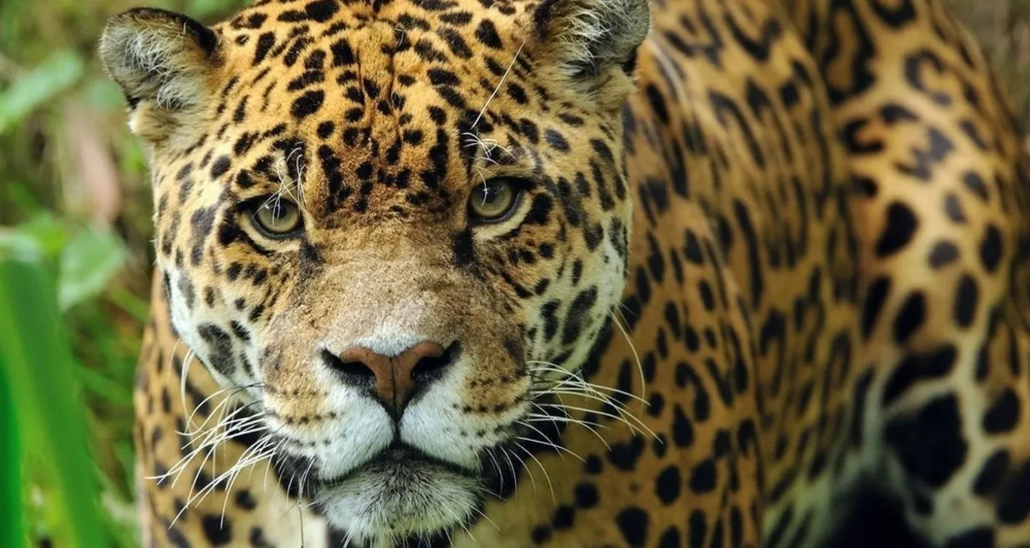 El yaguareté (Panthera onca) y una mirada que nos interpela. Red Yaguareté / Anne Marie Clauss