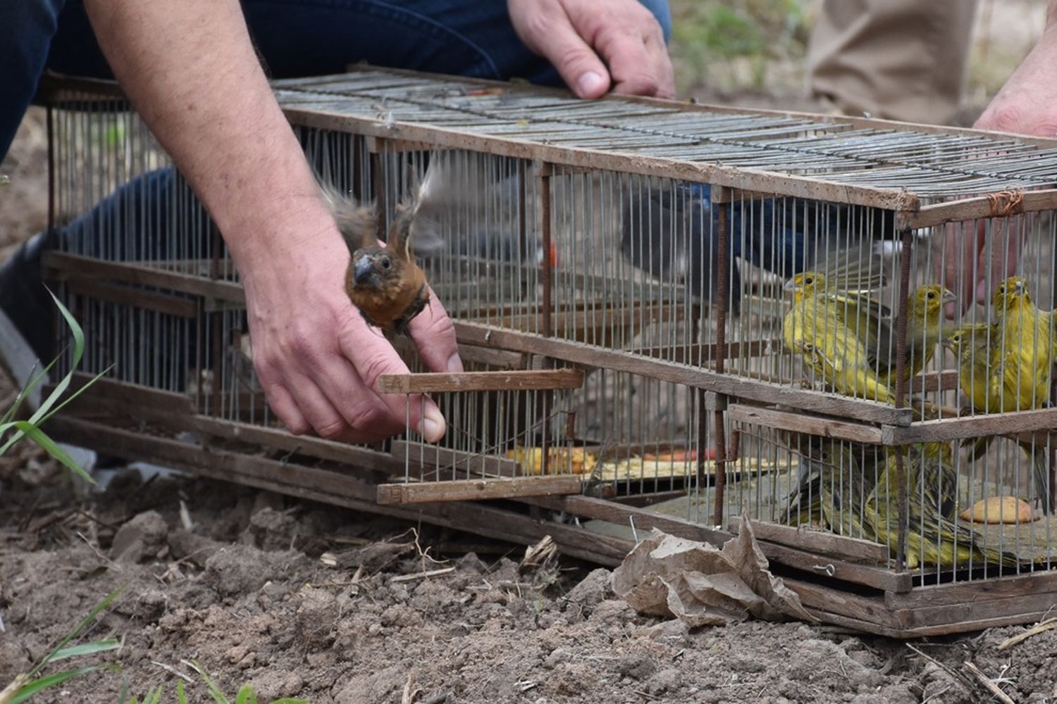 aves silvestres en Balnearia