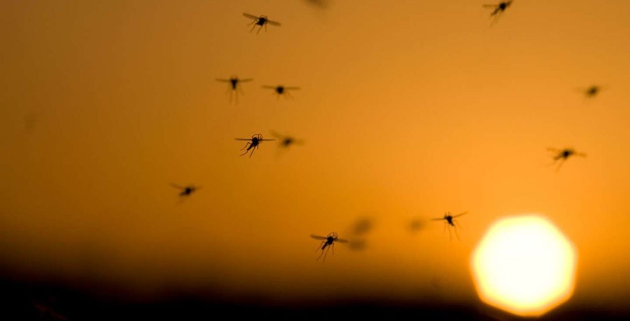 Brasil: detectan una variante de dengue que puede causar infecciones más graves