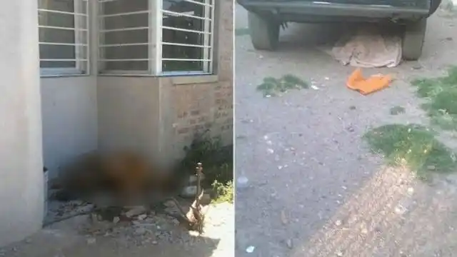 Crueldad extrema: se fueron de vacaciones y dejaron morir a sus perros