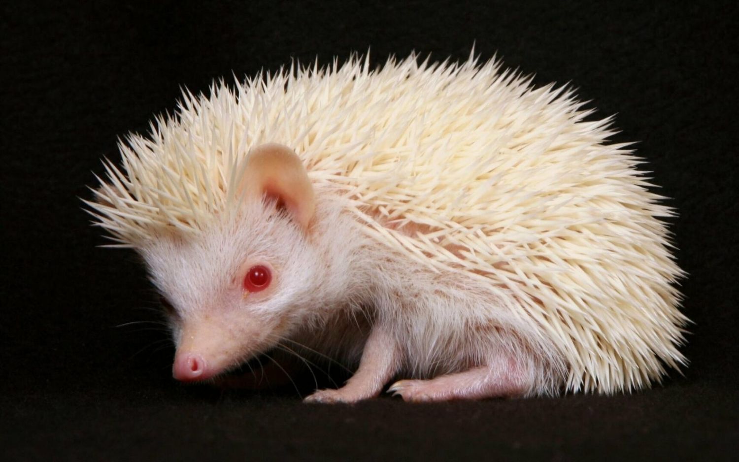 ¡INCREÍBLE HALLAZGO! Descubren un animal exótico en la cárcel Bellavista de Antioquia