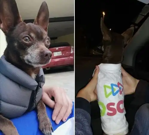 Le roban la campera a un perro y le ponen la remera de un partido político