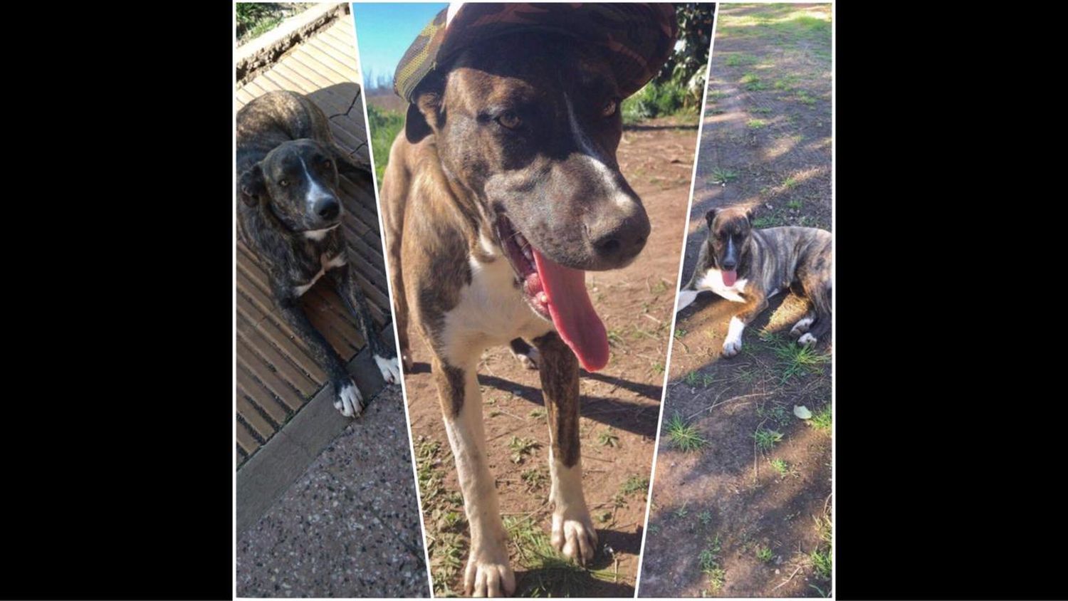 Perros perdidos