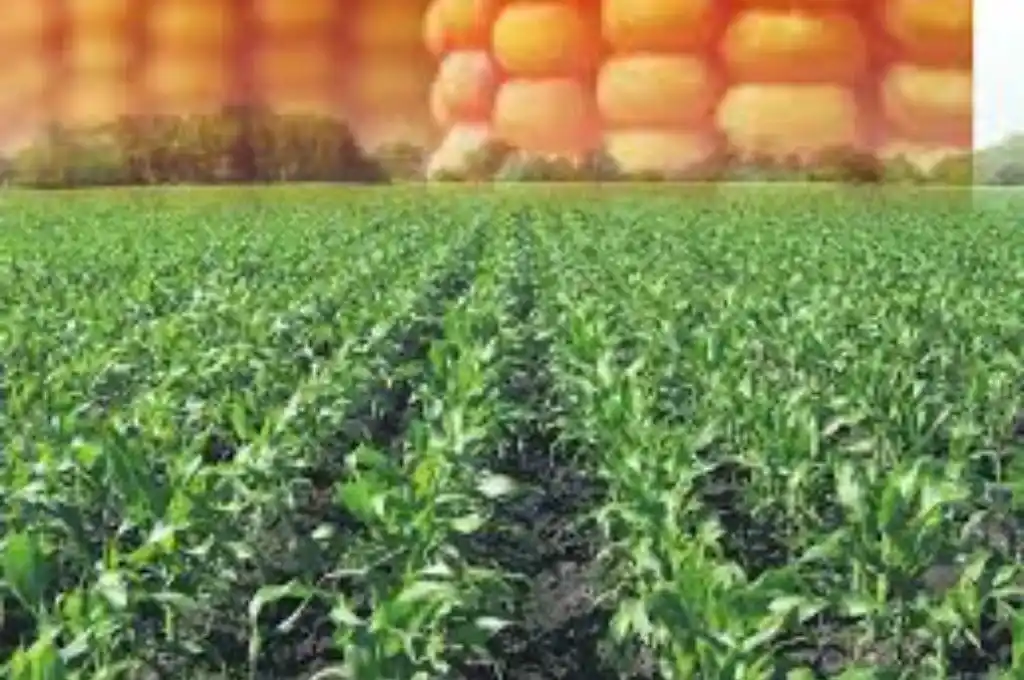 Las reservas hídricas para el cultivo de maíz y soja se encuentran óptimas en Buenos Aires