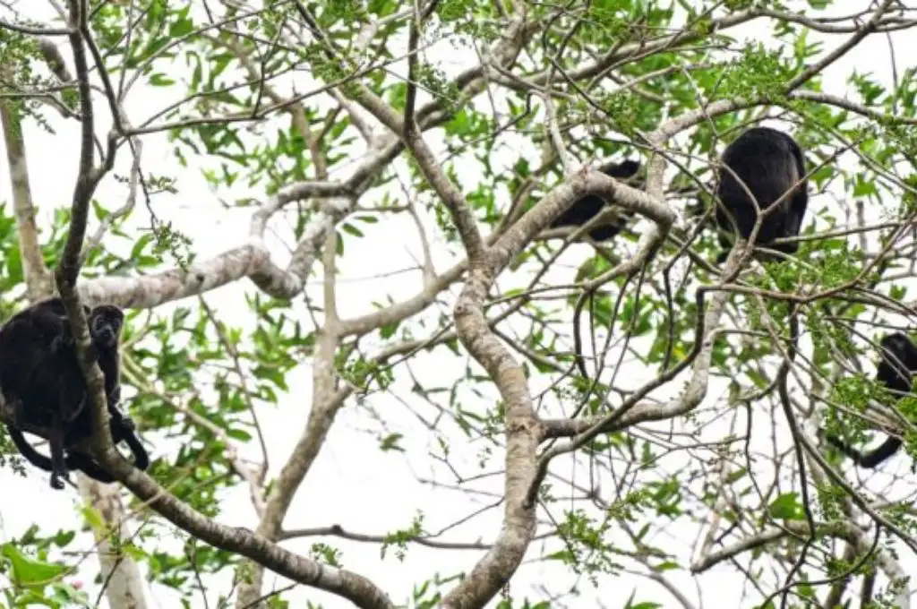 Monos aulladores