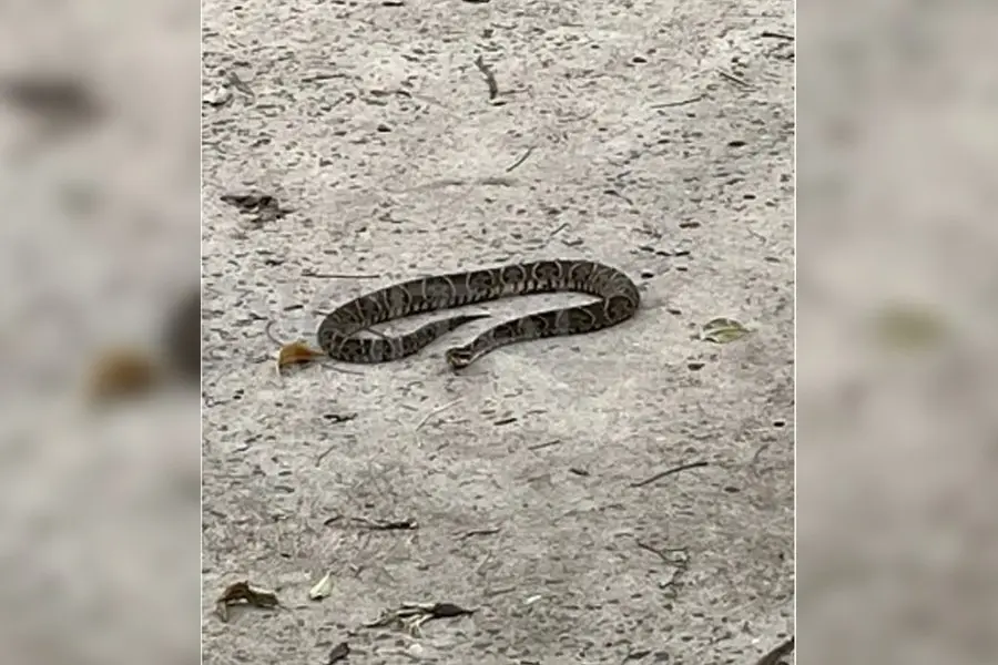¡Qué sorpresa! Capturaron una yarará en la Costanera de Santa Fe durante el feriado