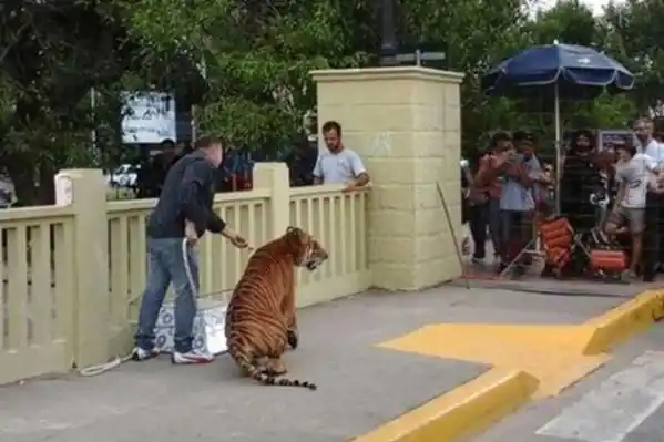 Massa quería utilizar un tigre para un spot pero el sciolismo se lo impidió por maltrato animal