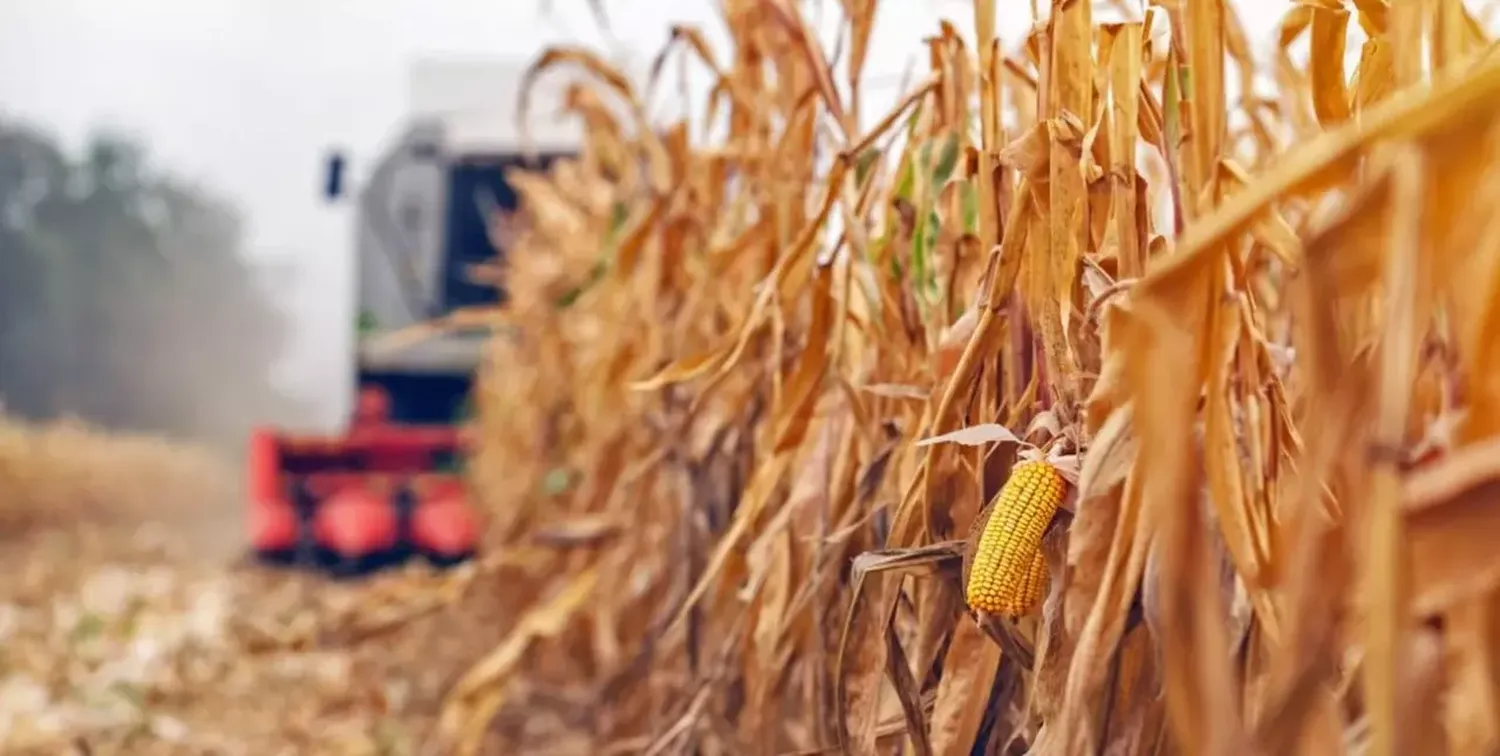 Fuerte caída en el ingreso de dólares agroindustriales