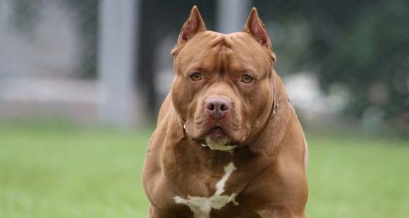 Terror en Santo Tomé: Un pitbull atacó a dos hermanas y las dejó al borde de la muerte