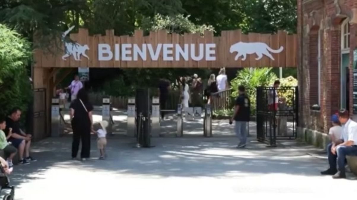 Varios lobos atacan y hieren de gravedad a una mujer en zoológico de Francia