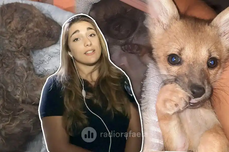 Adoptó un cachorrito y se llevó una enorme sorpresa: “Era raro, se trepaba a todo, no tenía actitudes de perro”