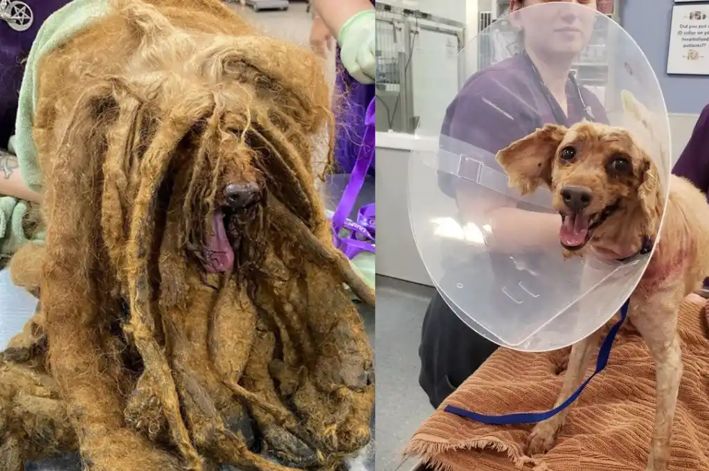 Pierre, el poodle miniatura de nueve años, no podía ver ni caminar correctamente.