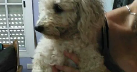 Caniche encontrado
