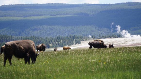 Los bisontes reverdecen las praderas del Parque Yellowstone