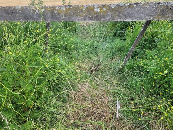 Entraron a su campo y le faenaron dos novillos
