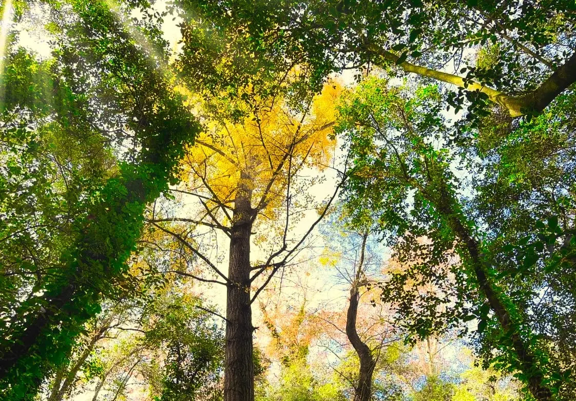 El Ginkgo Biloba se encuentra en el Bosque Encantado de General Belgrano