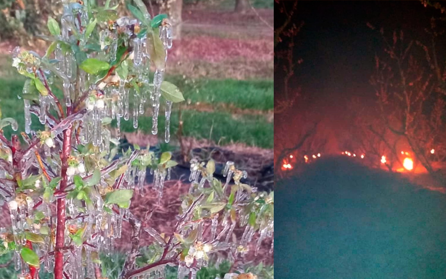 Heladas: INTA registró temperaturas bajo cero durante la madrugada, en el servicio de alarma