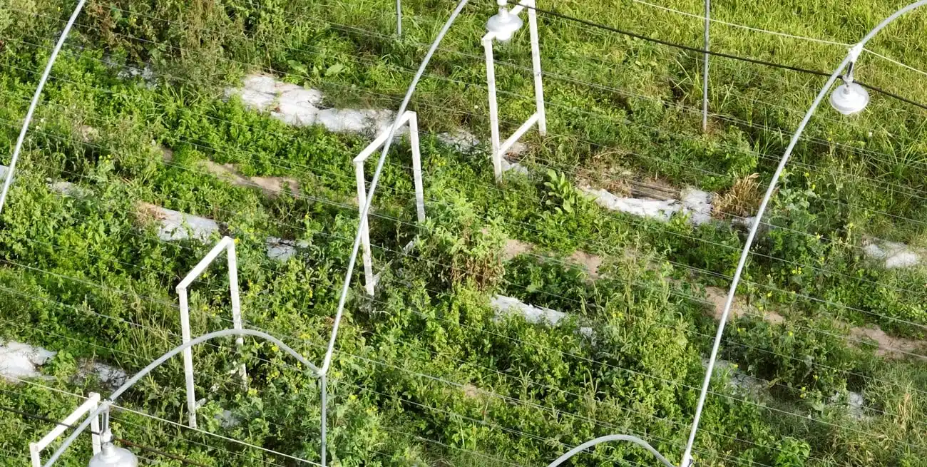 En la estación de Ángel Gallardo, técnicos de INTA trabajan en mejorar los cultivos.