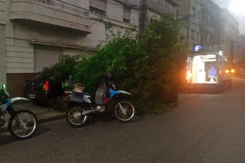 Microcentro: un auto se subió a la vereda y derribó parte de un árbol