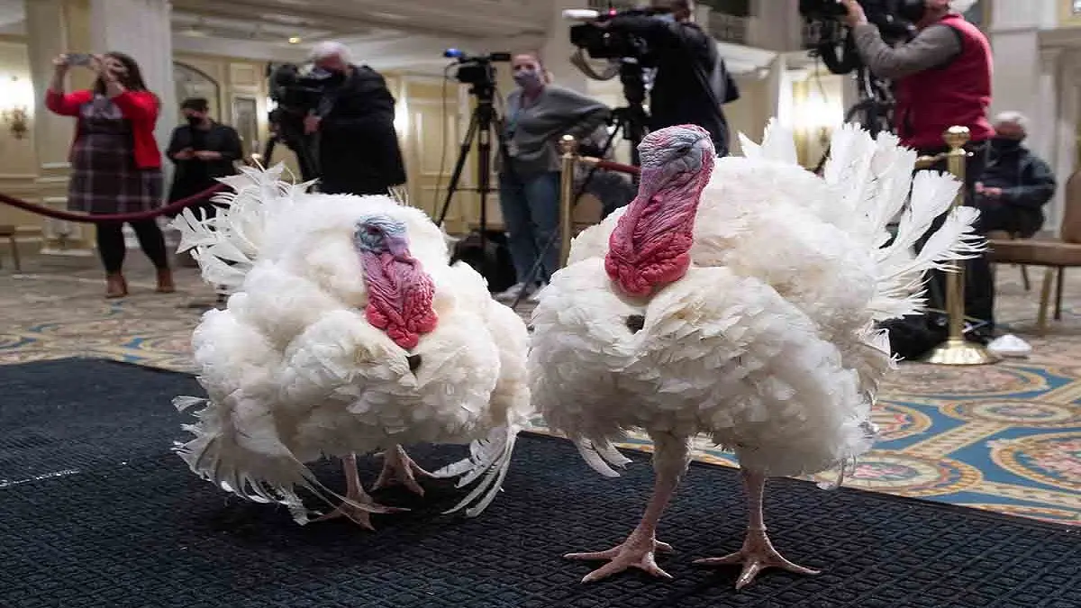 «Mantén la calma y sigue glugluteando»: así indultaron a los pavos en tradicional ceremonia en la CASA BLANCA
