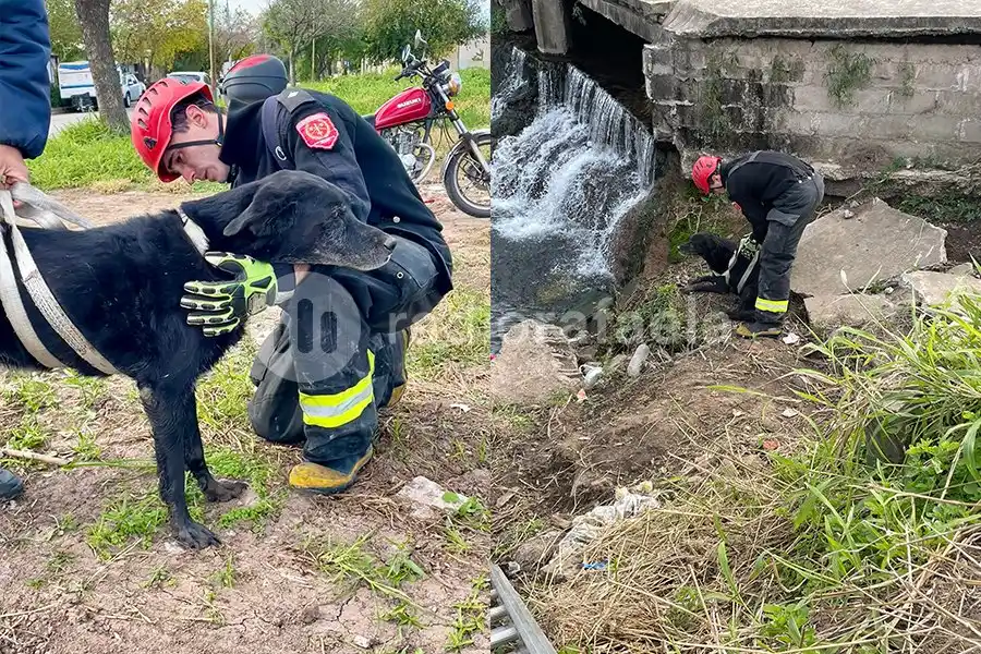 Un perrito quedó atrapado en un zanjón de desagüe y tuvo que ser rescatado por los bomberos