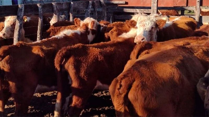 Hacienda en pie: julio cortó la tendencia a la baja y mostró leve recuperación