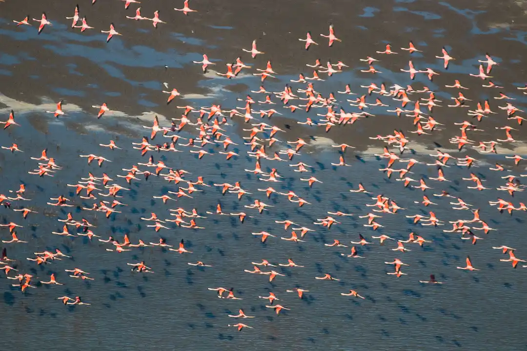 flamencos miramar- mar chiquita