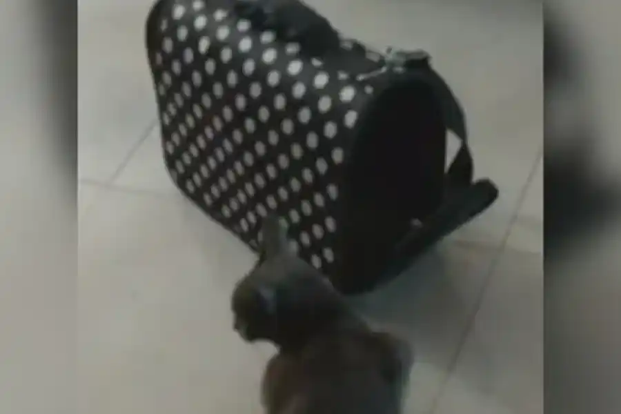 Se equivocaron: robaron un bolso de un auto en el que había un gato con leucemia