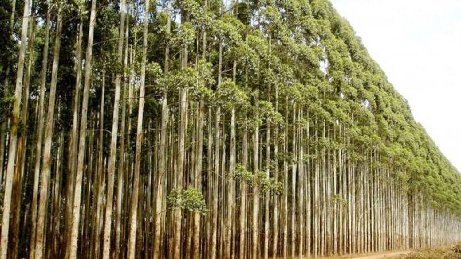 Jornadas Forestales de Entre Ríos