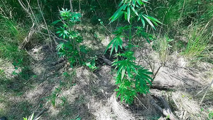 Hallaron seis plantas de marihuana en zona  de construcción de viviendas