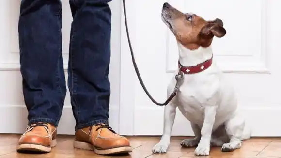 LE VENDIÓ  UN APARTAMENTO A UN PERRO y lo meten preso