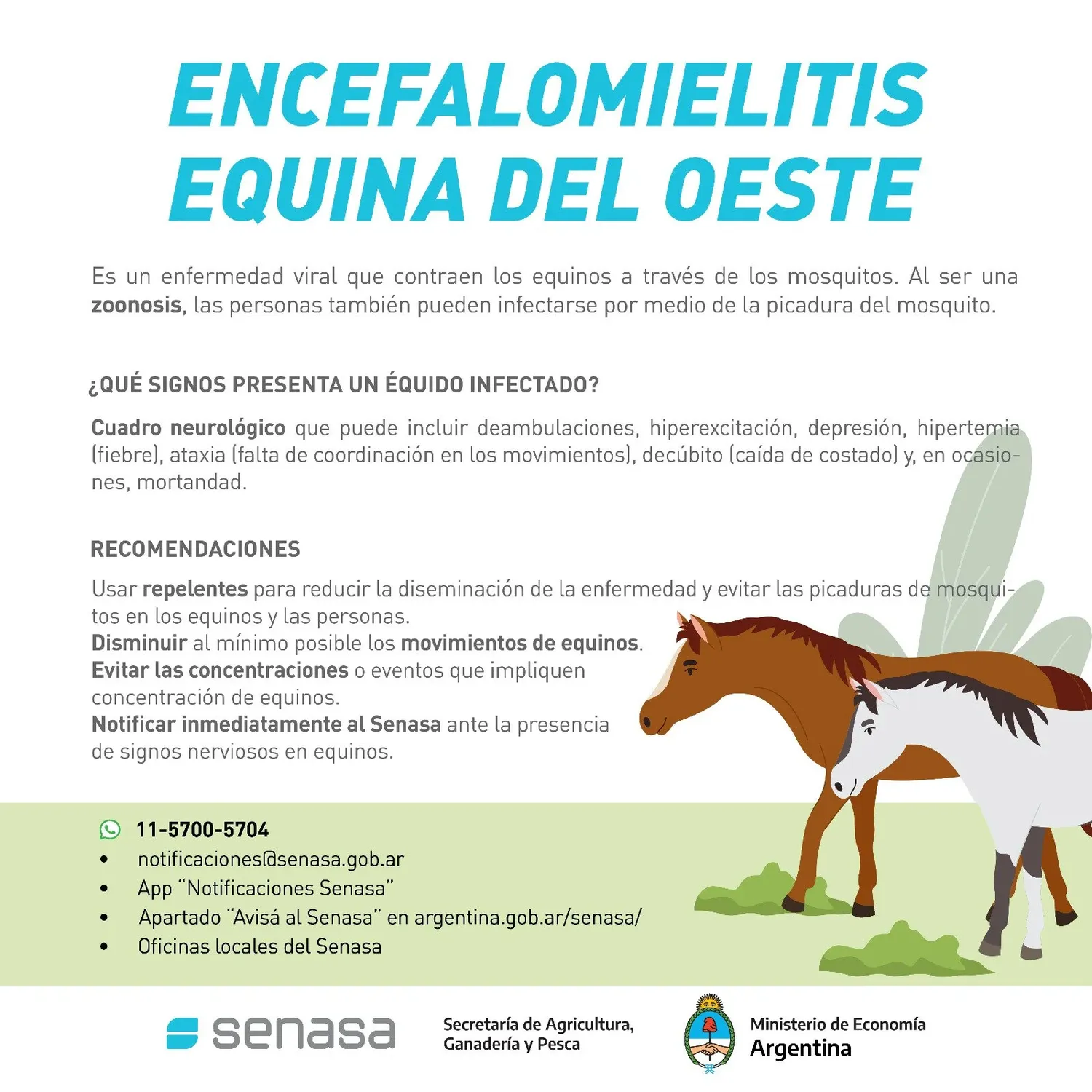 Hay vacunas para equinos