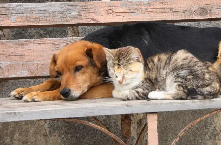 Un refugio de mascotas de Mar del Plata debe más de $800 mil y pide ayuda