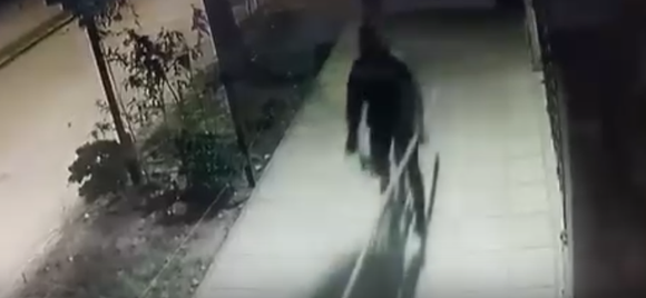 [VIDEO] Delincuente usó un palo para robar una mochila de la ventana de la casa del actor Bruno Alcón
