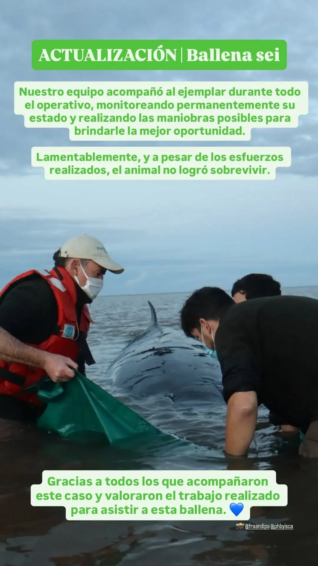 ballena encallada san isidro