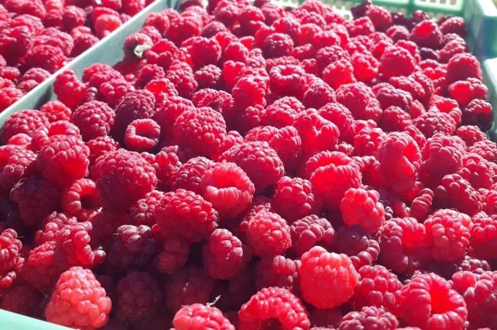 La mayor participación la tuvieron los productores de frutilla (60,8%), mientras que la menor fue para los de limón (9,1%).