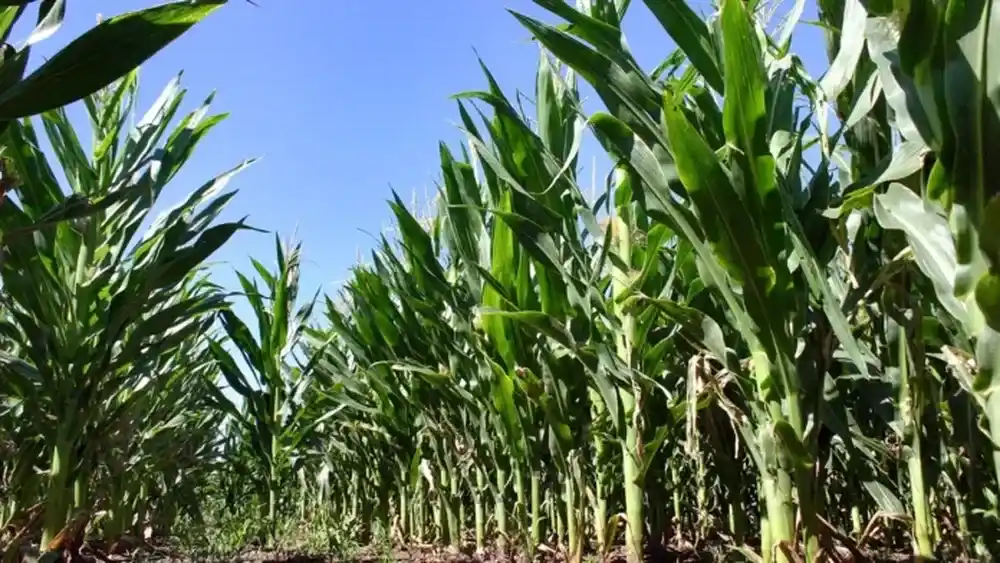 Desde 2027 también bajarán las retenciones al maíz, el girasol y el sorgo